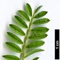 SpeciesSub: subsp. gussonei
